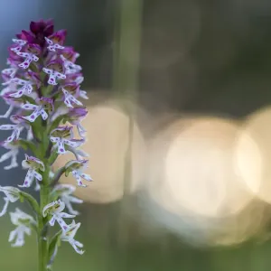 Burnt / Burnt-tip Orchid (Orchis ustulata) flowering in ancient alpine meadow at sunrise Burnt / Burnt-tip Orchid (Orchis ustulata) flowering in ancient alpine meadow at sunrise