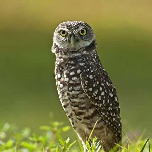 Burrowing owl (Athene cunicularia) standing at burrow entrance, Cape Coral, Florida
