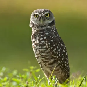 Burrowing owl (Athene cunicularia) standing at burrow entrance, Cape Coral, Florida