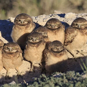 Burrowing Owl (Athene cunicularia) nestlings standing outside their nest burrow in