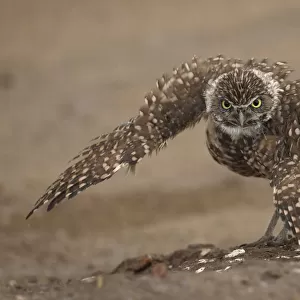 Burrowing owl (Athene cunicularia) doing rain dance, spreading wings