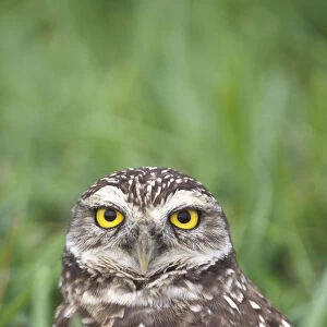 Burrowing Owl (Athene cunicularia) in grass, Cape Coral, Florida, USA