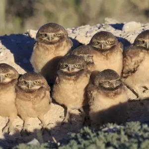 Burrowing Owl (Athene cunicularia) nestlings standing outside their nest burrow in Burrowing Owl (Athene cunicularia) nestlings standing outside their nest burrow in
