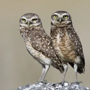 Burrowing Owl (Athene cunicularia) pair stand at their nesting site, Piaui, Brazil Burrowing Owl (Athene cunicularia) pair stand at their nesting site, Piaui, Brazil