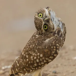 Burrowing owl (Athene cunicularia) rotating head, Arizona, USA