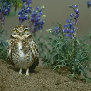 Burrowing owl {Athene cunicularia} standing among Lupine flowers, Arizona, USA Burrowing owl {Athene cunicularia} standing among Lupine flowers, Arizona, USA