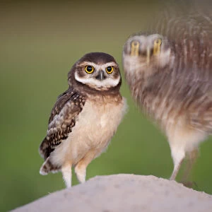 Two Burrowing owls (Athene cunicularia) fledgling with adult about to take off, Pantanal, Brazil