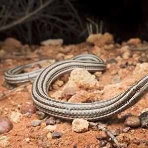 Burtons legless lizard (Lialis burtonis), near Yulara, Northern Territory, Australia