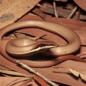 Burton's legless lizard print, a leaf-litter camouflaged image Burton's legless lizard print, a leaf-litter camouflaged image