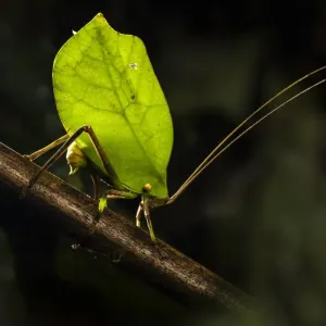 Grillo de matorral / Cigarra (Tettigoniidae), hembra imitando hoja ovipositing en rama. Grillo de matorral / Cigarra (Tettigoniidae), hembra imitando hoja ovipositing en rama.