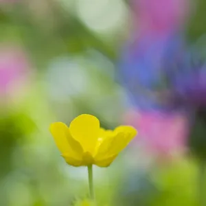 Buttercup (Ranunculus breyninus) in flower, Liechtenstein, July 2009