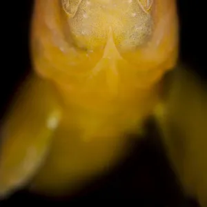 Butterfish (Pholis gunnellus) portrait. Gardur, south west Iceland. North Atlantic Ocean