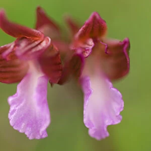 Butterfly orchid (Anacamptis papilionacea) close-up of flower, Gargano National Park
