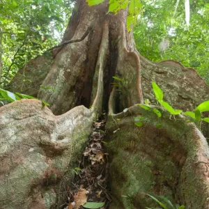 Print of a rainforest tree's buttress roots in Gabon Print of a rainforest tree's buttress roots in Gabon
