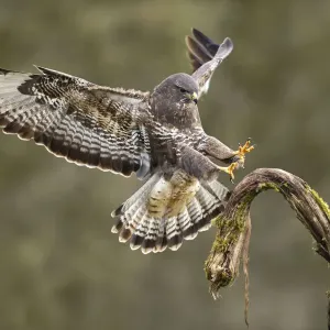 Búho ratonero (Buteo buteo) aterrizando en rama, invierno, Lorena, Francia, febrero. Búho ratonero (Buteo buteo) aterrizando en rama, invierno, Lorena, Francia, febrero.