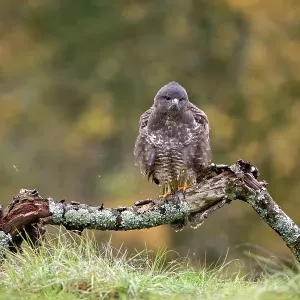 Buzzard (Buteo buteo) perched on a branch in autumn, Lorraine, France. November Buzzard (Buteo buteo) perched on a branch in autumn, Lorraine, France. November