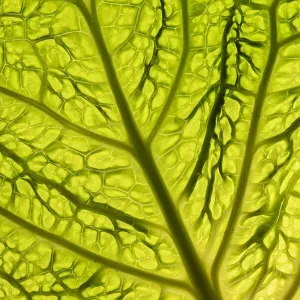 Cabbage (Brassica oleracea) leaf transilluminated showing vein detail