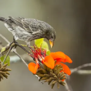 Cactus finch (Geospiza scandens) feeding on Erythrina flowers, Galapagos Cactus finch (Geospiza scandens) feeding on Erythrina flowers, Galapagos