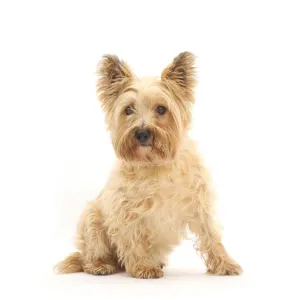 Cairn Terrier, sitting