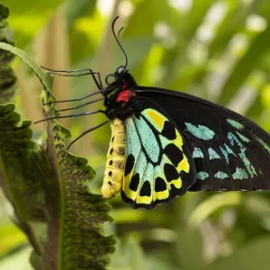 Cairns Birdwing Butterfly Print Cairns Birdwing Butterfly Print