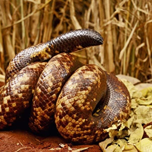 Calabar burrowing boa snake (Calabaria reinhardtii) in defensive ball, captive