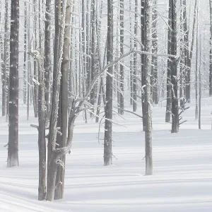 Calcified trees at Tangled Creek in winter, Yellowstone National Park, Wyoming, USA, February 2013 Calcified trees at Tangled Creek in winter, Yellowstone National Park, Wyoming, USA, February 2013