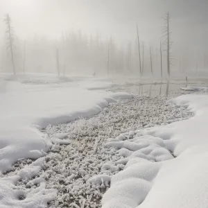 Calcified trees at Tangled Creek in winter, Yellowstone National Park, Wyoming, USA