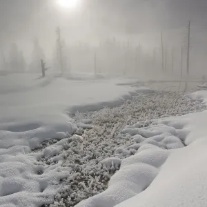Calcified trees at Tangled Creek in winter, Yellowstone National Park, Wyoming, USA Calcified trees at Tangled Creek in winter, Yellowstone National Park, Wyoming, USA