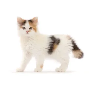 Calico kitten print Calico kitten print