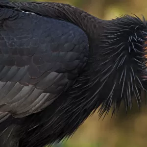 California condor (Gymnogyps californianus), IUCN Critically Endangered, captive