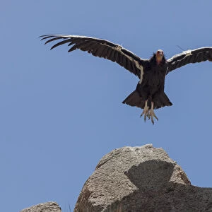 California Condor (Gymnogyps californianus) in flight. California condor recovery program