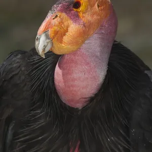 California condor (Gymnogyps californianus), portrait. California condor recovery program California condor (Gymnogyps californianus), portrait. California condor recovery program