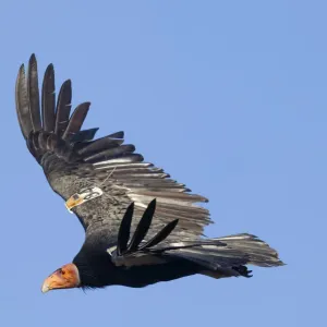 California condor (Gymnogyps californianus) in flight, wings radio tagged California condor (Gymnogyps californianus) in flight, wings radio tagged