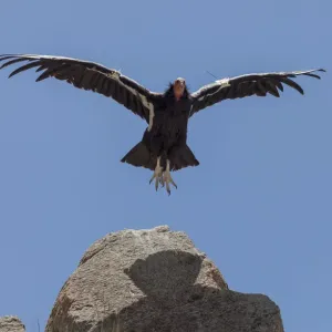 California Condor (Gymnogyps californianus) in flight. California condor recovery program California Condor (Gymnogyps californianus) in flight. California condor recovery program