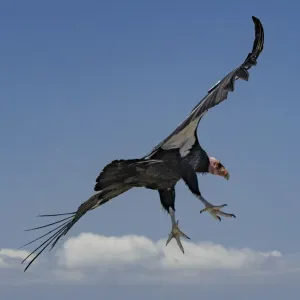 California condor (Gymnogyps californianus) in flight. Near San Pedro Martir National California condor (Gymnogyps californianus) in flight. Near San Pedro Martir National