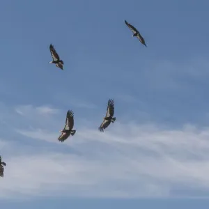 California condor (Gymnogyps californianus) group in flight California condor (Gymnogyps californianus) group in flight