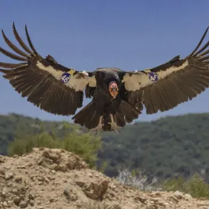California Condor Print: A bird with wing tags lands in a forest California Condor Print: A bird with wing tags lands in a forest