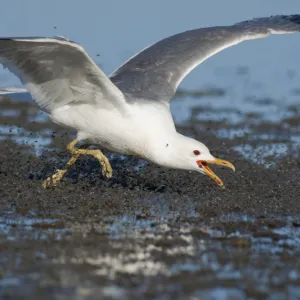 California Gull (Larus californicus), foraging for alkali flies (Ephydra hians) by