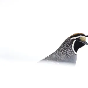 California quail (Callipepla californica), male emerging from behind snowbank in winter