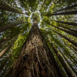 California redwoods (Sequoia sempervirens) planted in 1939, Beech Forest, Victoria