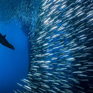 California sea lion (Zalophus californianus) bursts through a school of Pacific chub