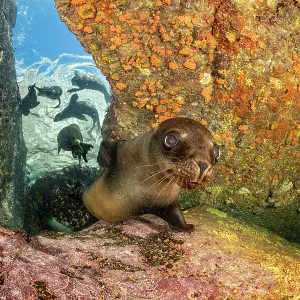 California Sea Lion Print, Espiritu Santo Island California Sea Lion Print, Espiritu Santo Island