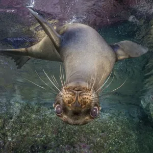 California sea lion print, Los Islotes California sea lion print, Los Islotes