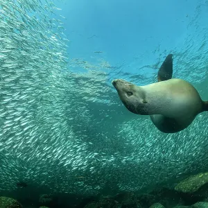California sea lion (Zalophus californianus) playing among a shoal of Sardines (Sardina sp. ), Espiritu Santo Island, Baja California, Mexico, Sea of Cortez California sea lion (Zalophus californianus) playing among a shoal of Sardines (Sardina sp. ), Espiritu Santo Island, Baja California, Mexico, Sea of Cortez