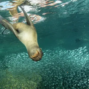 California sea lion (Zalophus californianus) playing among shoal of Sardines (Sardinus sp. ), Espiritu Santo Island, Baja California, Mexico, Sea of Cortez California sea lion (Zalophus californianus) playing among shoal of Sardines (Sardinus sp. ), Espiritu Santo Island, Baja California, Mexico, Sea of Cortez