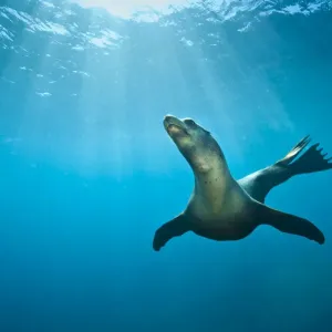 California Sea lion (Zalophus californianus) swimming in open water. La Paz, Baja California Mexico California Sea lion (Zalophus californianus) swimming in open water. La Paz, Baja California Mexico