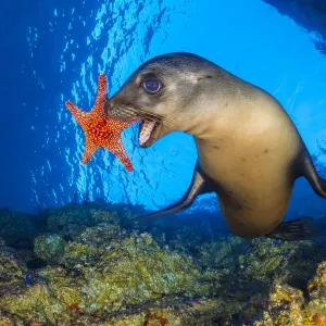 California sea lion uses a Panamic cushion star as a toy, Print California sea lion uses a Panamic cushion star as a toy, Print