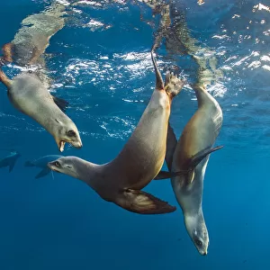 California sea lions (Zalophus californianus) group playing in the sun in the early morning