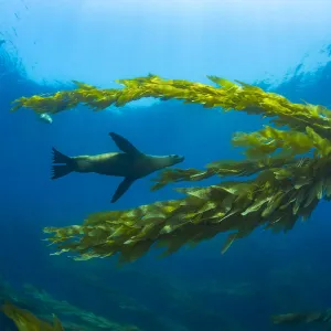 California sea lions (Zalophus californianus) playing in a kelp forest off Santa Barbara Island