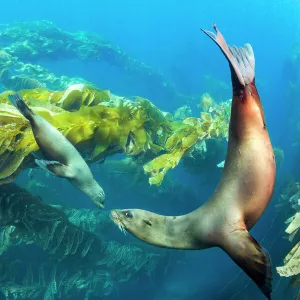 California sea lions (Zalophus californianus) playing in a kelp forest off Santa Barbara Island